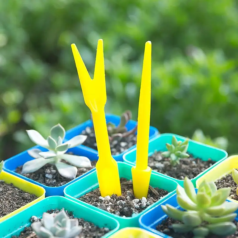 Succulent Set - 1/10 pièces semis plantes succulentes transplantation