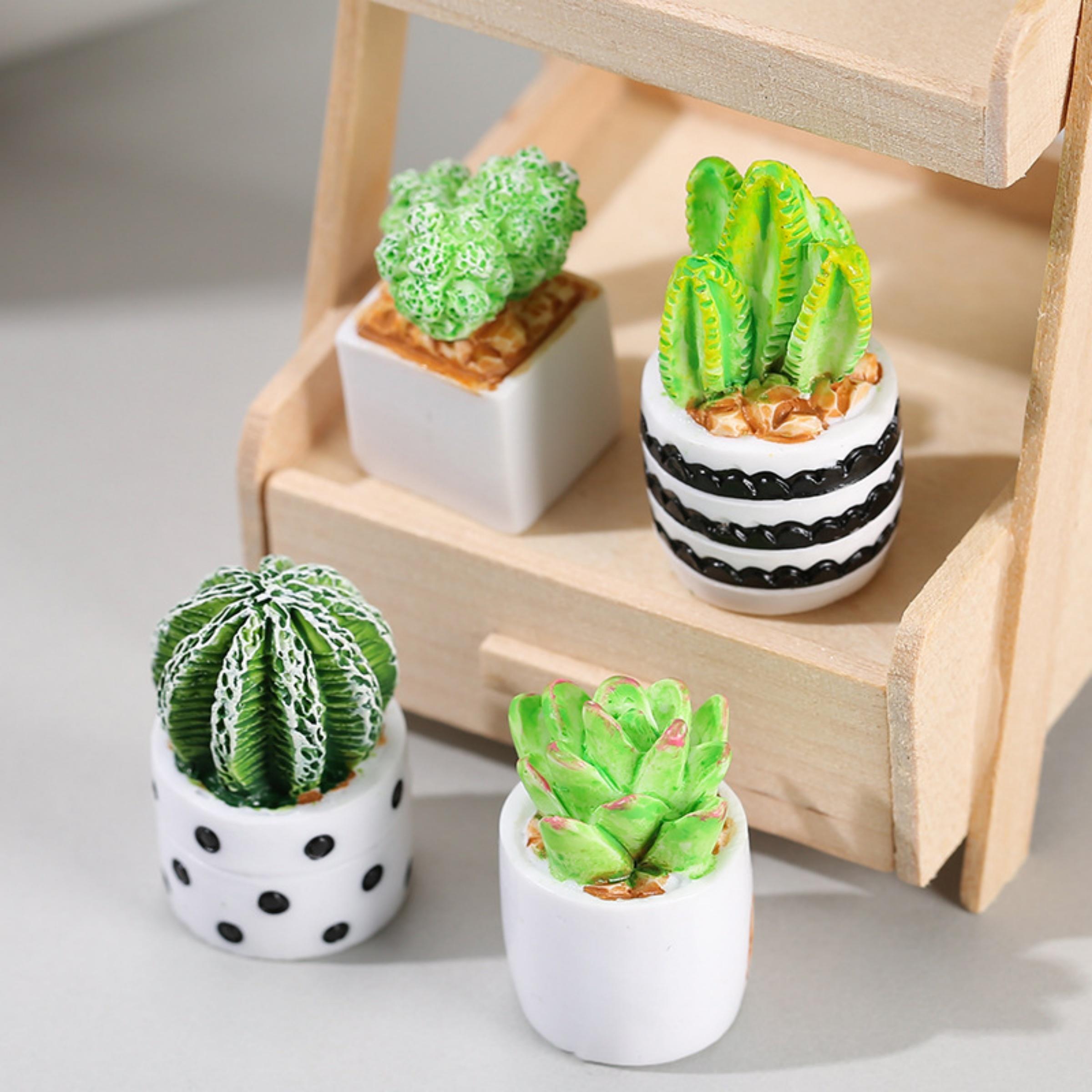 Succulent Set - Ensemble de 4 plantes succulentes en