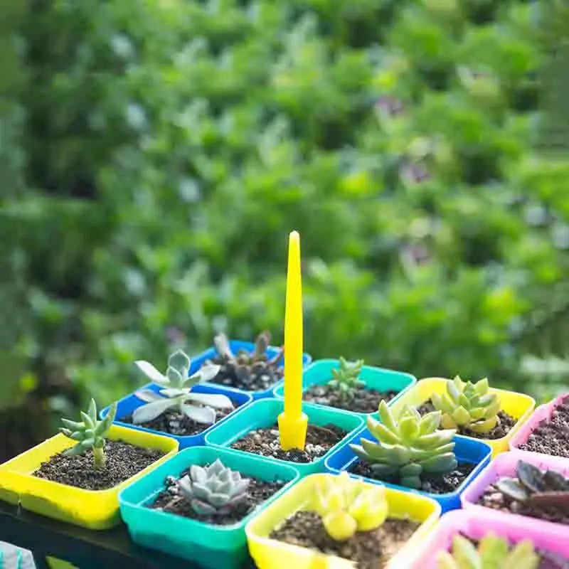 1/10 pièces semis plantes succ - Succulent Set avis et prix