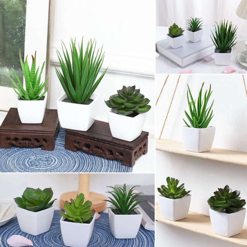 (Un ensemble de 3 pièces) de m - Succulent Set avis et prix