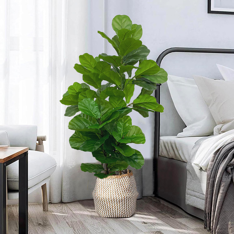 Ficus Él23 rivières, fausses p - Fiddle Leaf Fig avis et prix