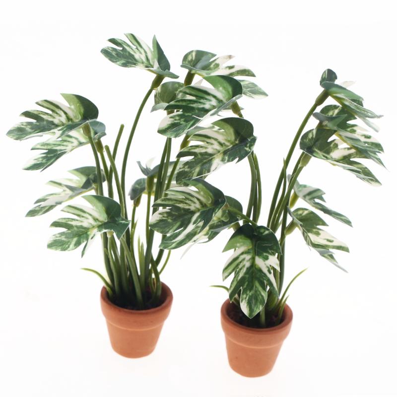 Nouveau. 1 pièce. Plante verte - Pothos avis et prix